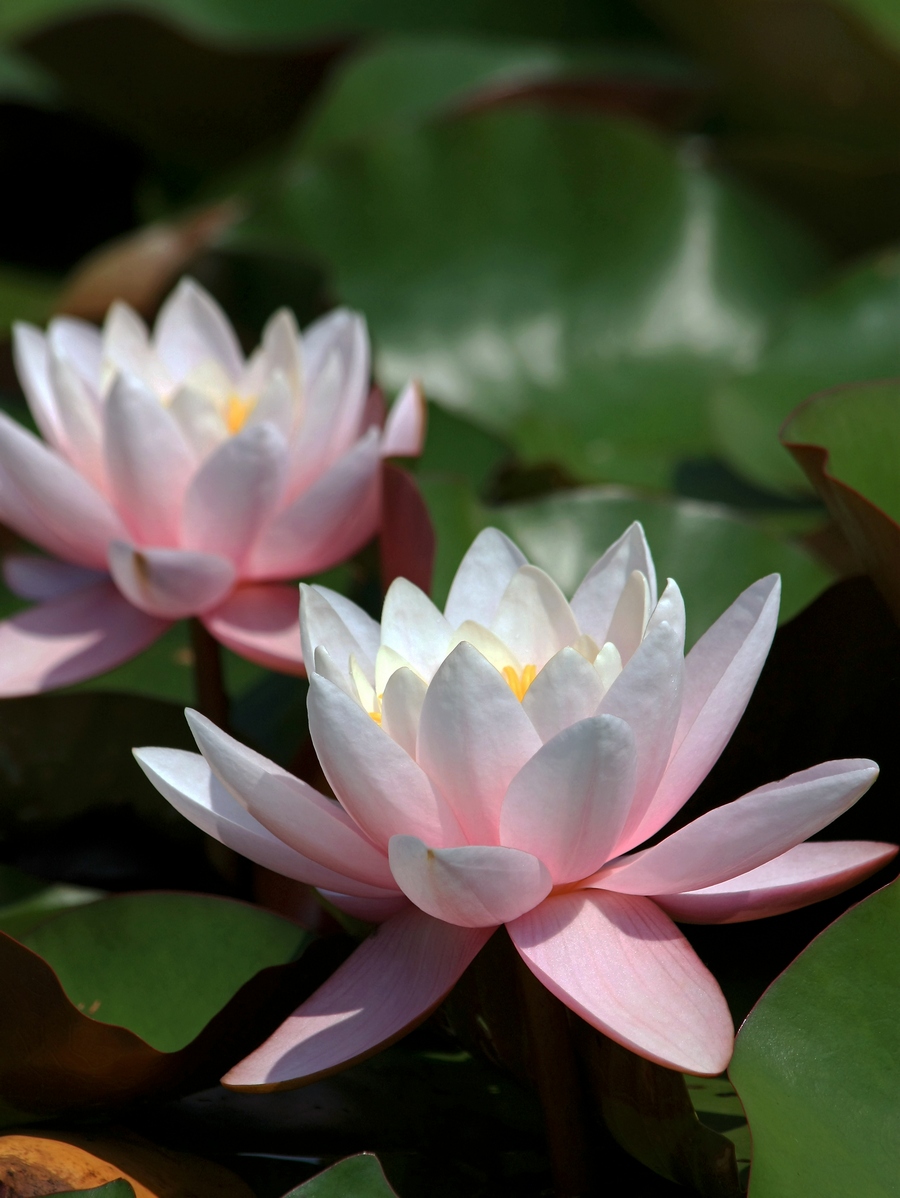 Dort in der Dunkelheit alten Park Teich ...