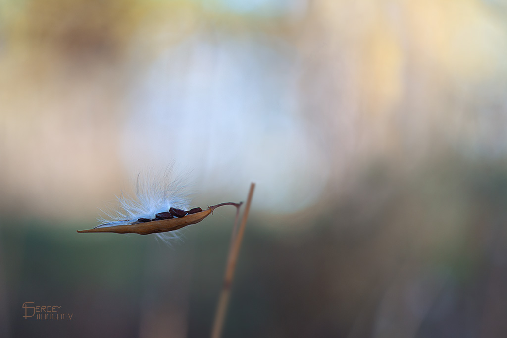 Mood Indigo / Mood Indigo