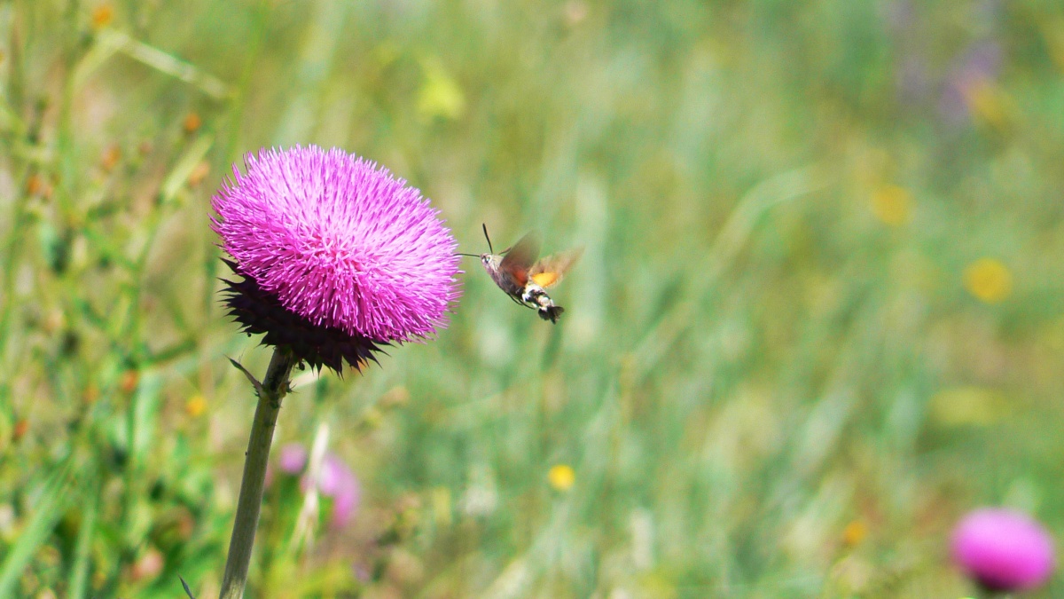 Schöne Blume und so etwas wie ein Schmetterling