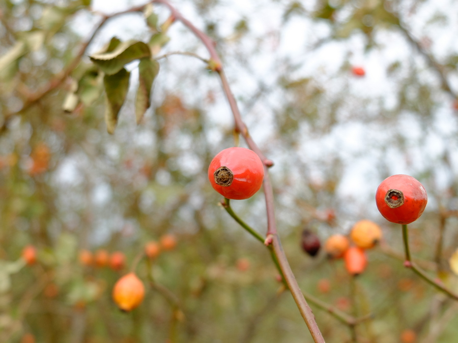 Jemand wird stets beobachten