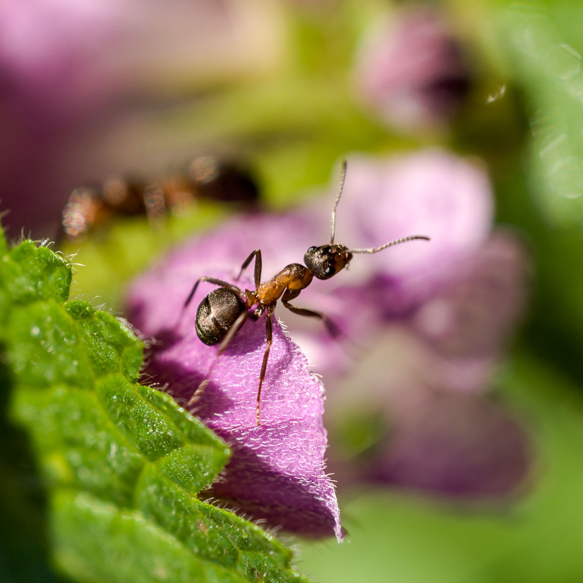 Wie Ameisen Hause in Eile ...