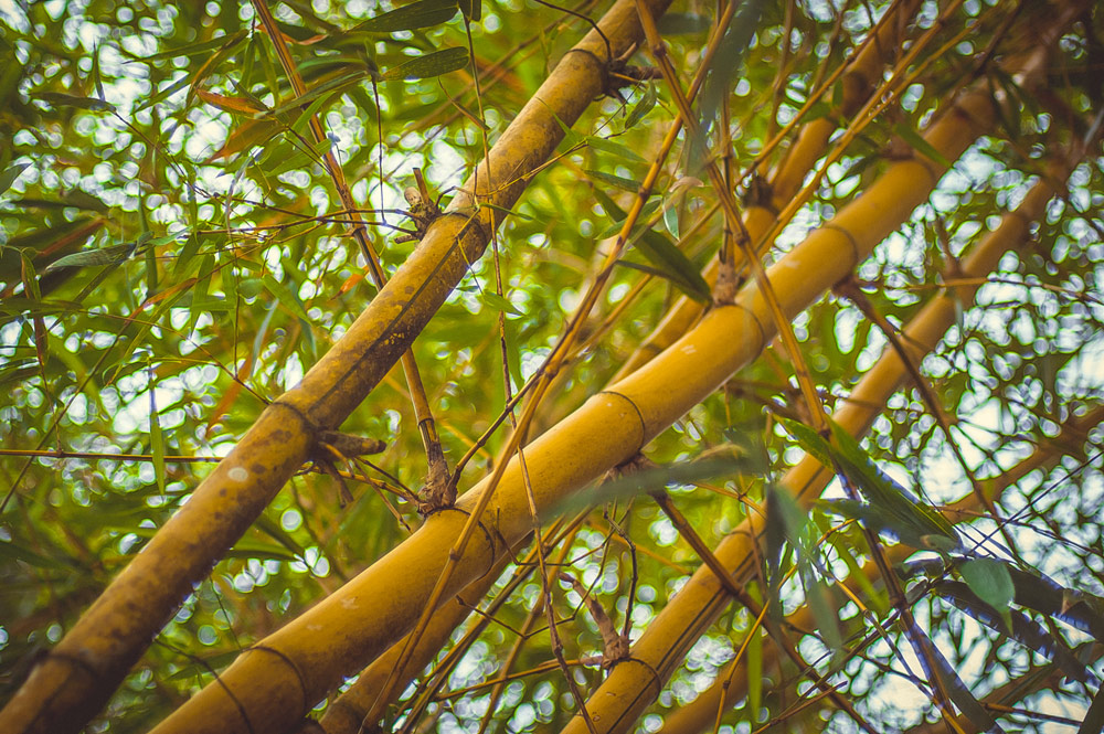 Einfach Bambus.