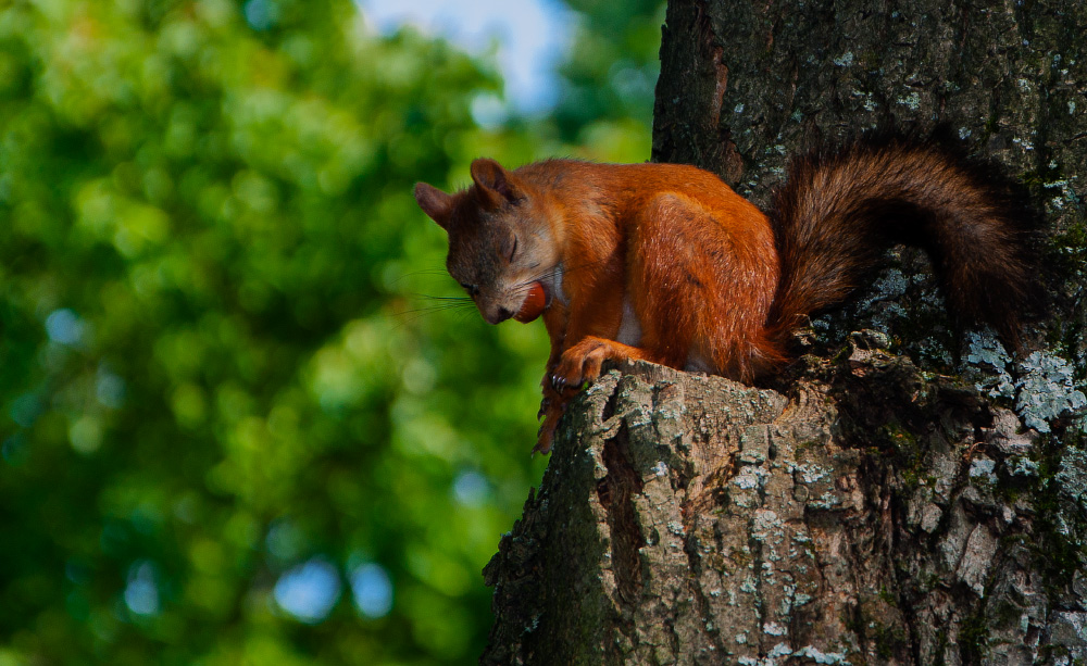 essen, schlafen, und kann