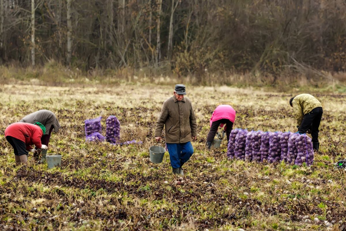 Auf dem Weg zu Pfannkuchen