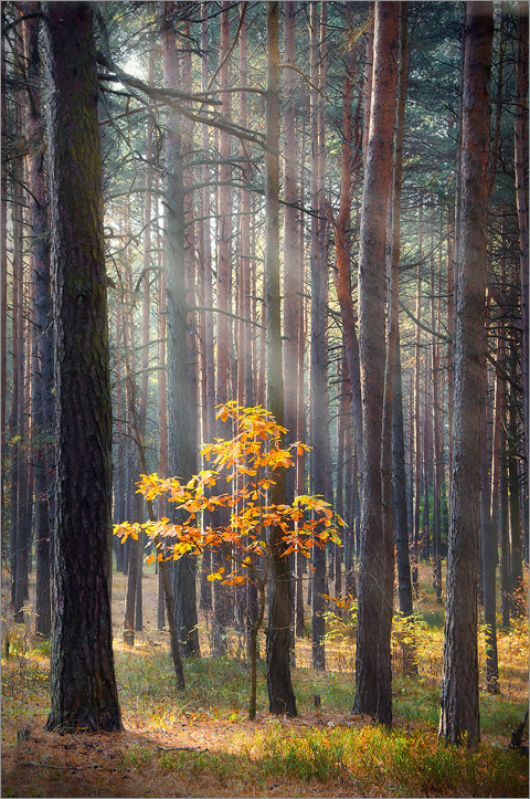 Unter den Strahlen der Herbst