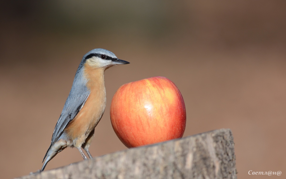Zu essen oder nicht essen? Das ist die Frage.