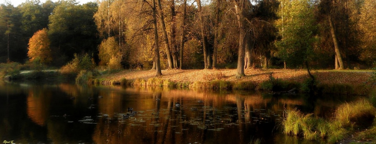 Morgen im alten Park