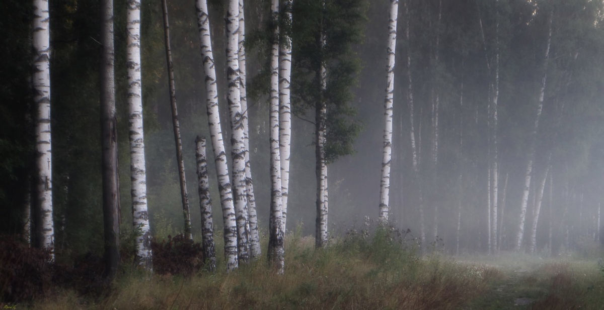 In einem Birkenhain ...