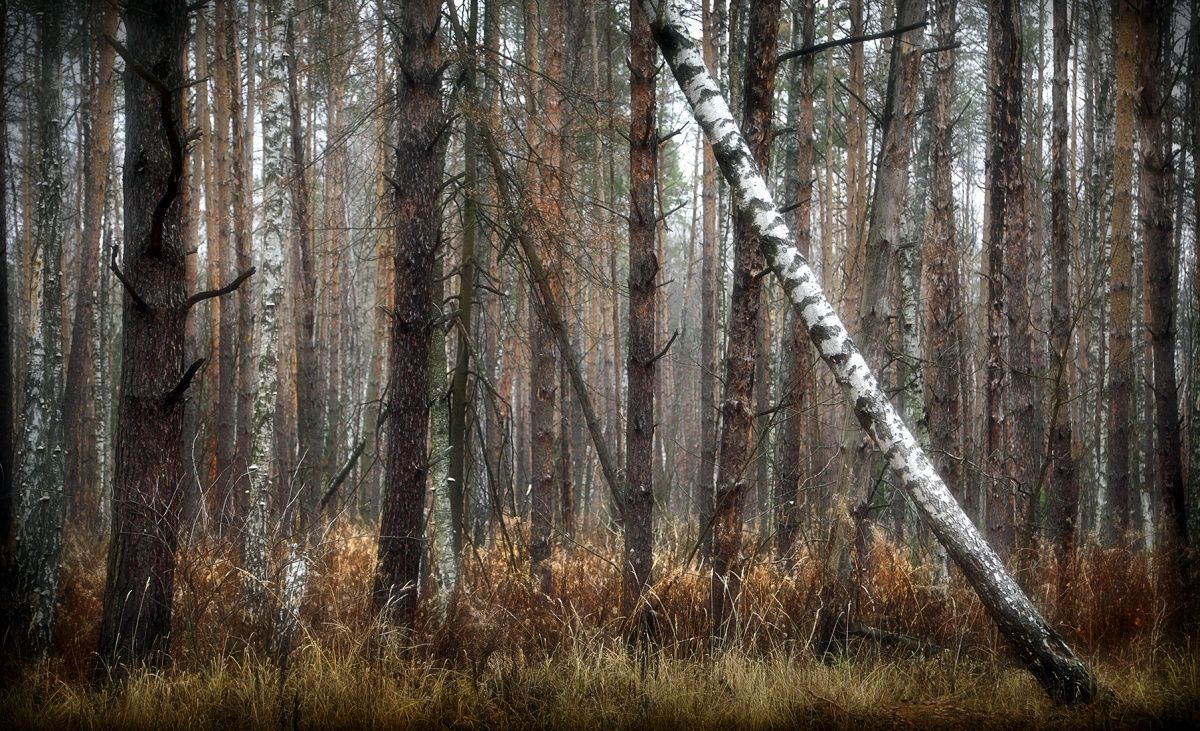 Im Dschungel der Wald ... 2. November.