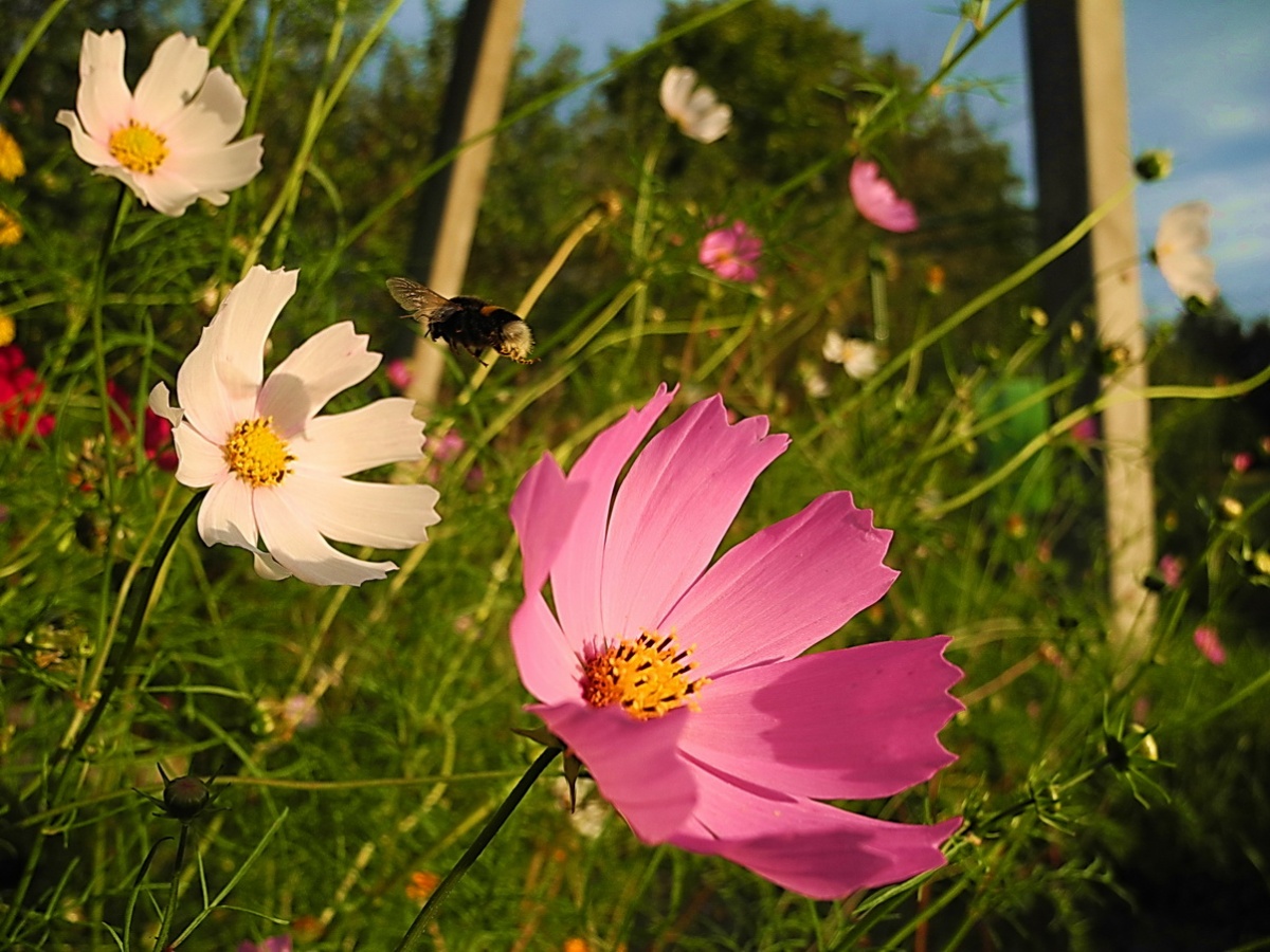 Hummelflug und Blume