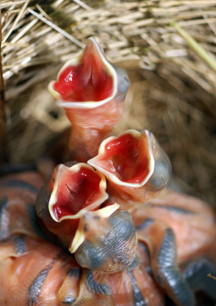 Jeder will leben ...