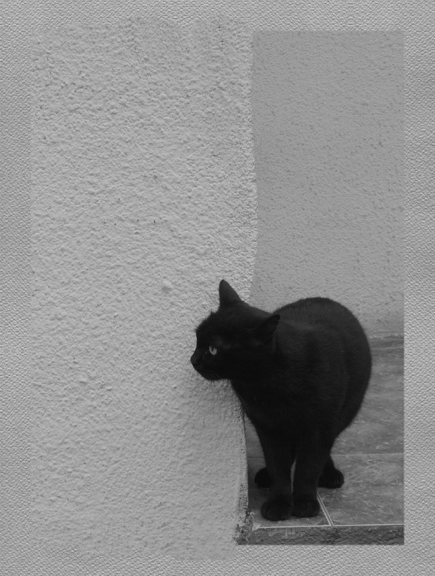 Kitty gebogen stenochku