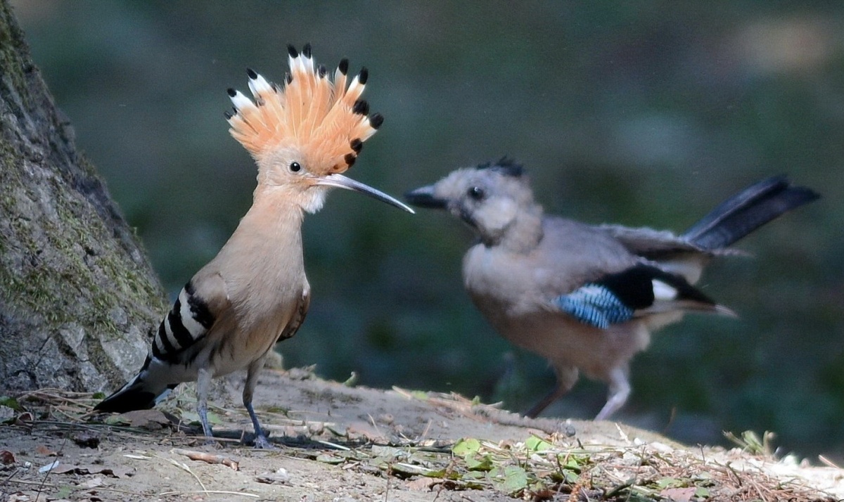 Wiedehopf und seinem Alptraum.