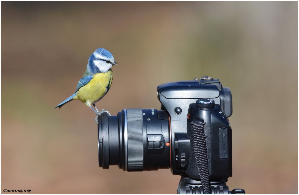 Sie ausziehen, ausziehen mich, den Fotografen.