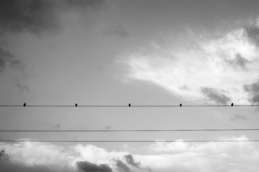 . . . . . (Musik der Vögel)