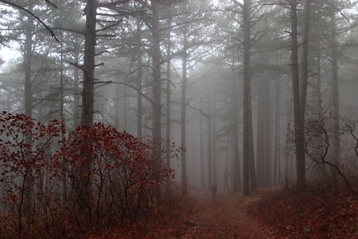 Zeit der roten Blätter