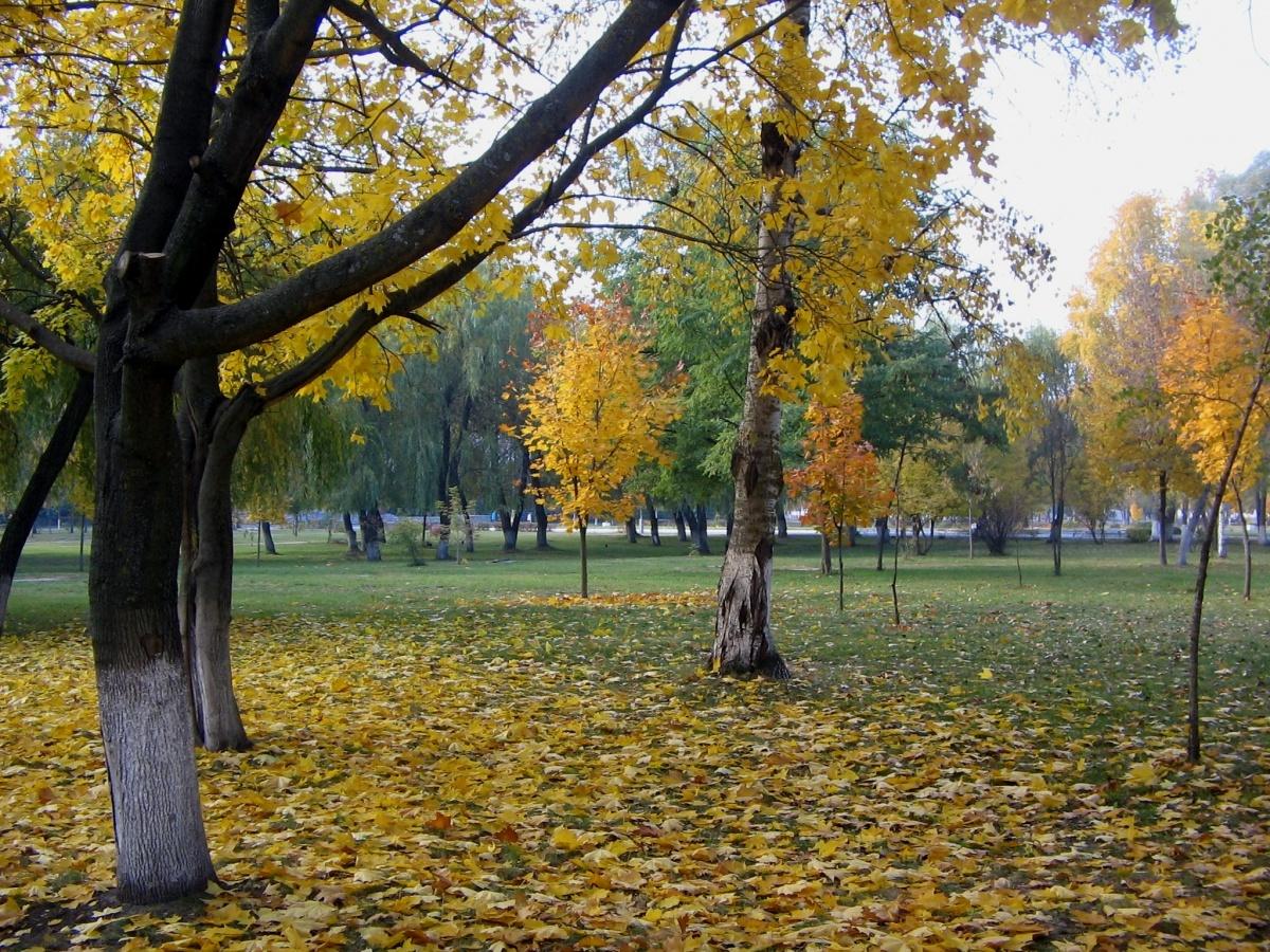 * Raznotsvete Herbst