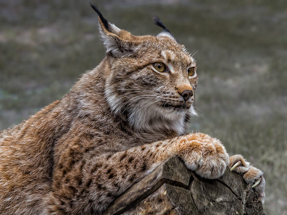 Luchs