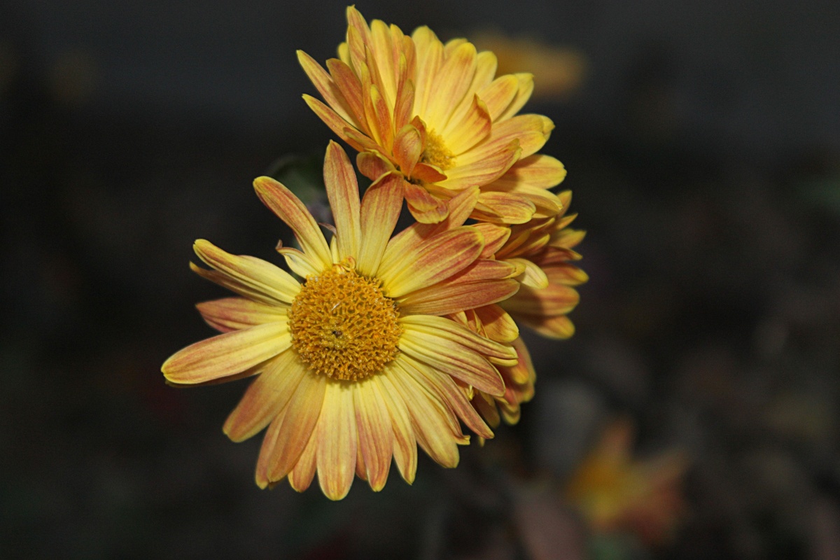 Chrysanthemen