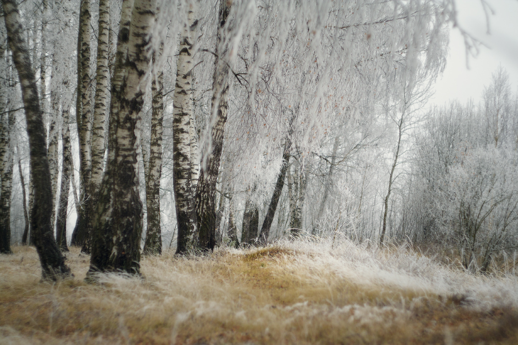 pod koniec listopada