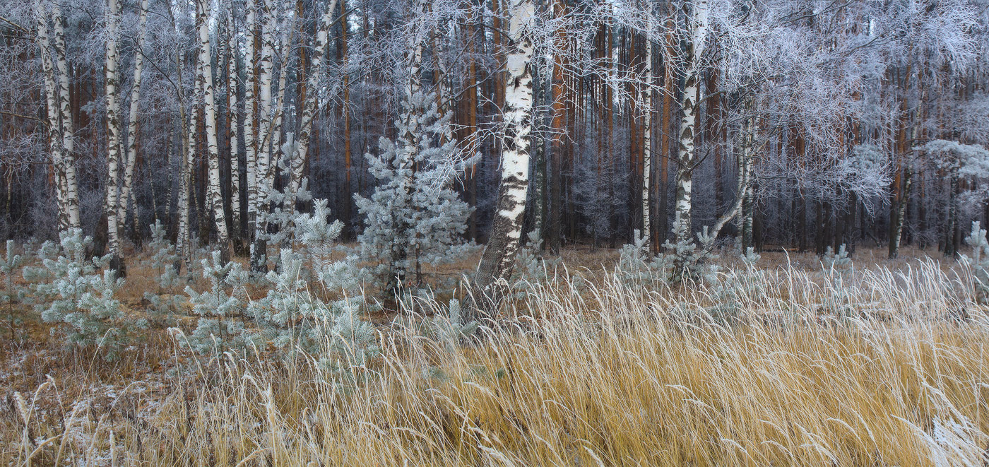 Weiß oder grau November