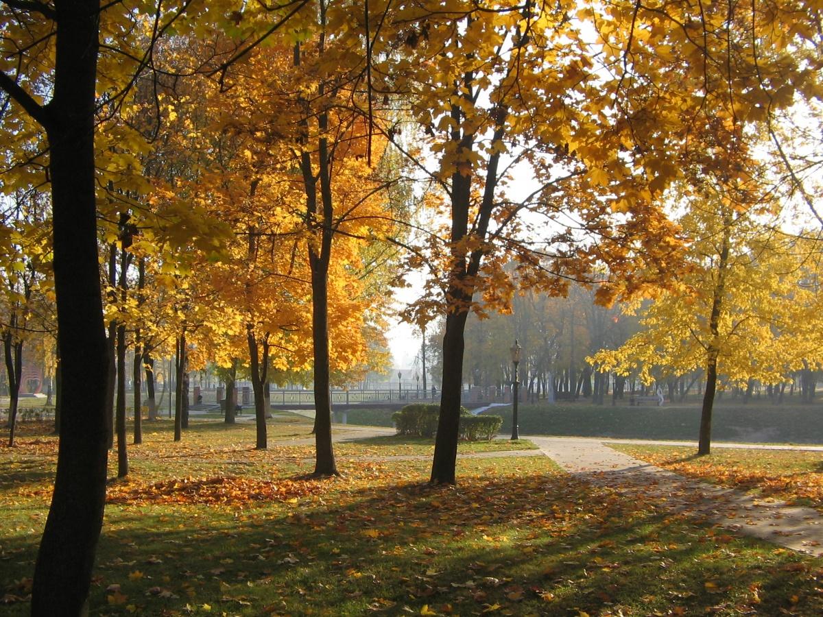 Nebligen Morgen goldenen Herbst