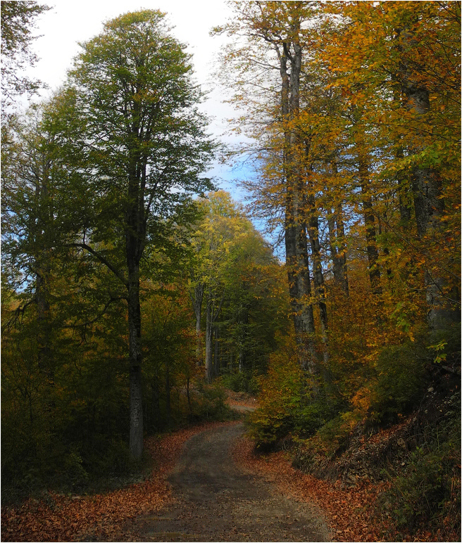 Gold vergangenen Herbst