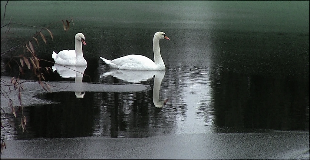 WINTER SWANS ...