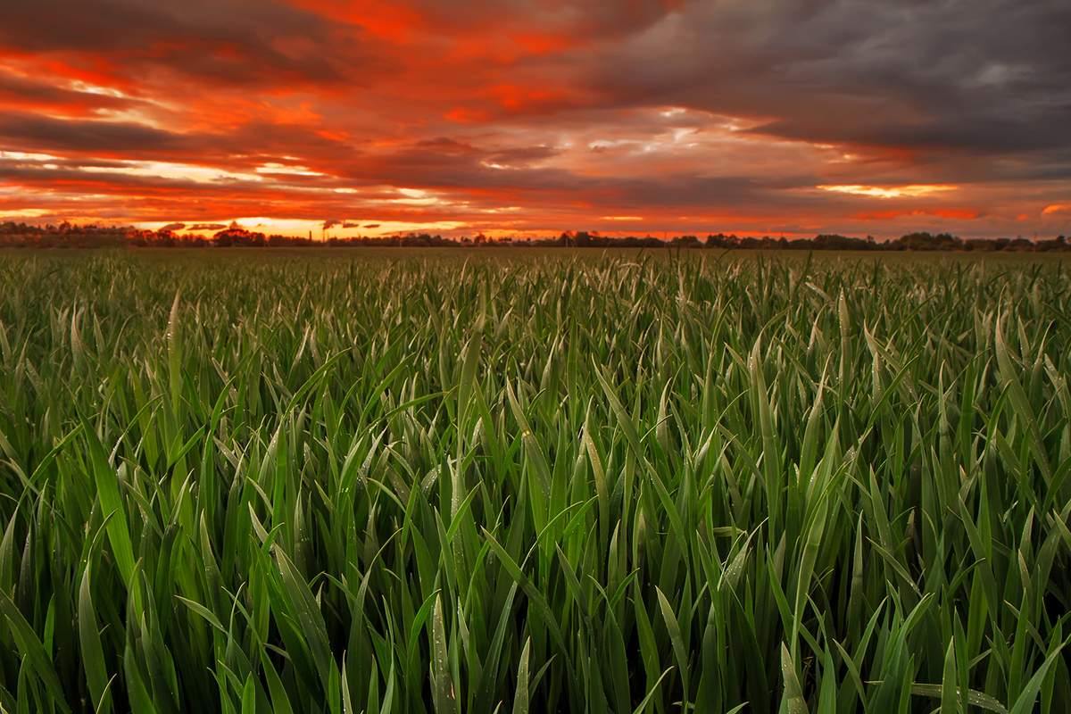 Sonnenuntergang über den Feldern