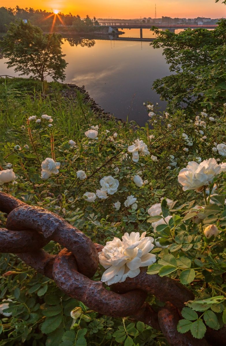 Rosen und alte Kette.