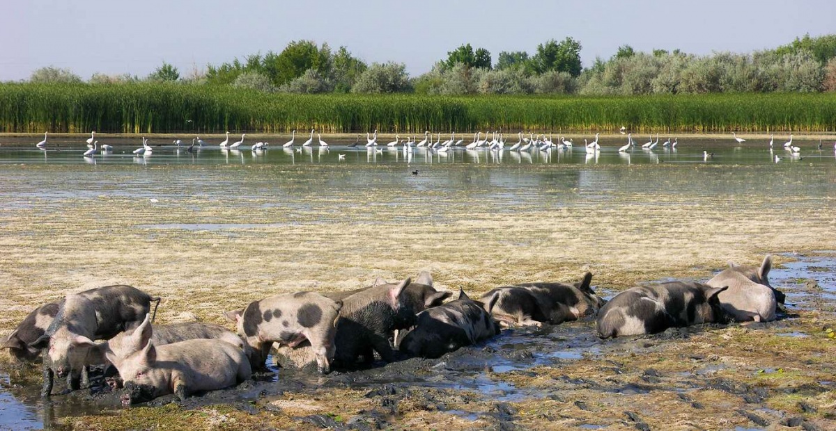 Wir haben nicht die Kameraden