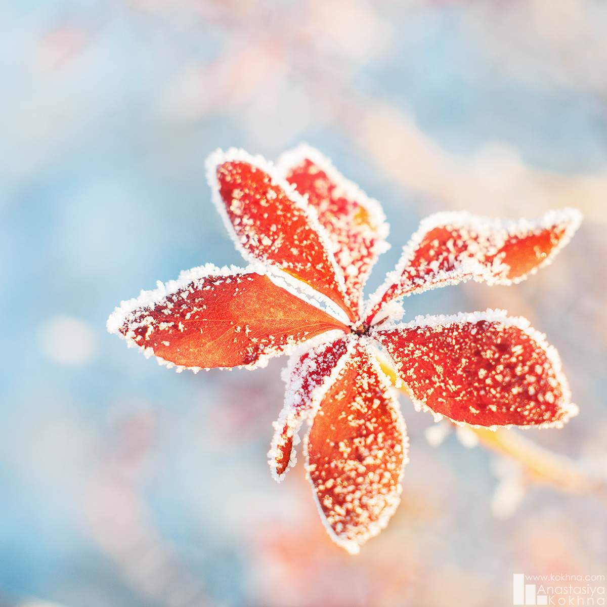 Blume Frost