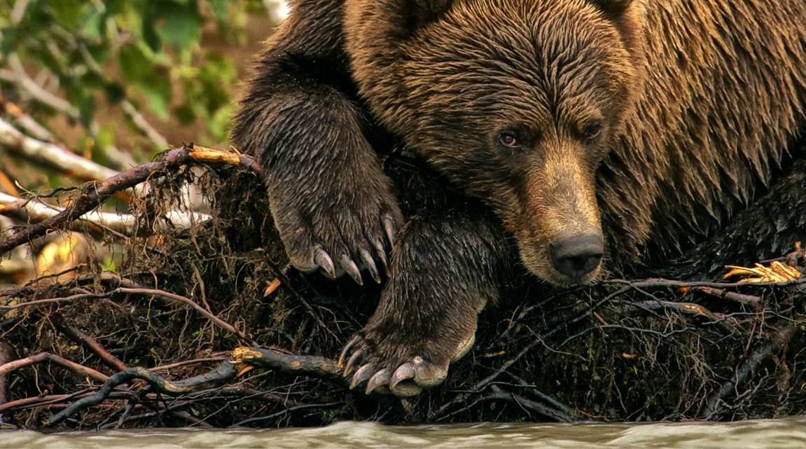 Nass und wohlgenährt, die Fische zu viel gegessen hatte