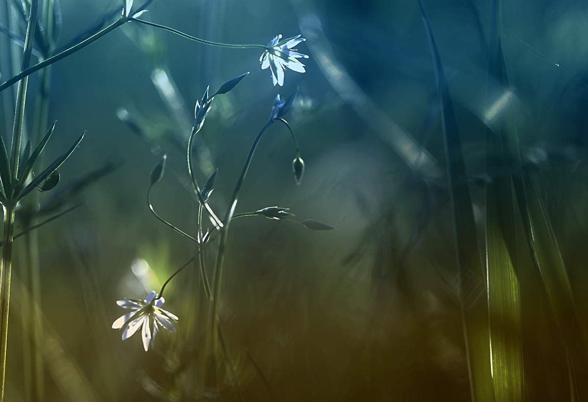 ... Sehen Sie, und Sie werden sehen ...