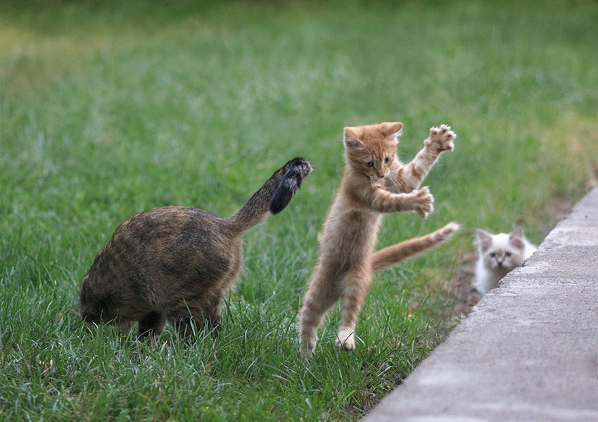 "Falsch Flachs" Series