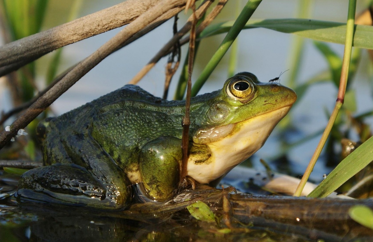 Sein oder nicht sein .....