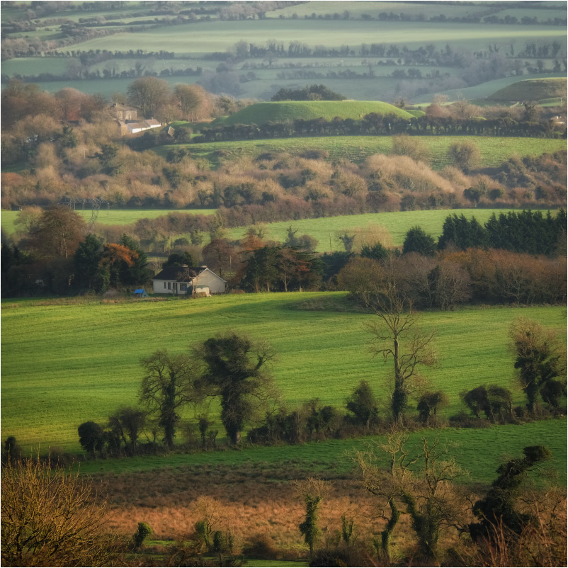 ...among the fields II...