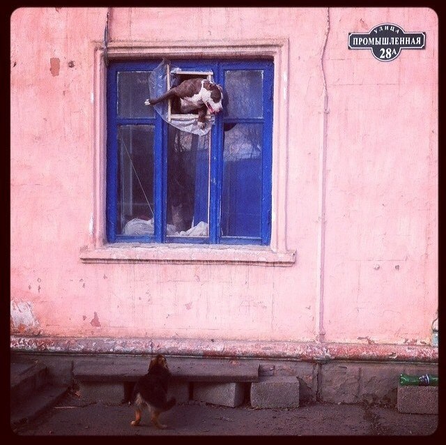 Tragikomödie mit einer Katze und zwei Hunde