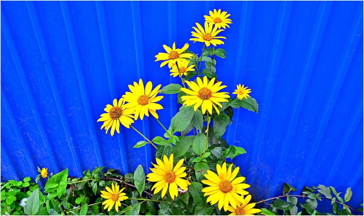 Gelbe Blumen des Herbstes