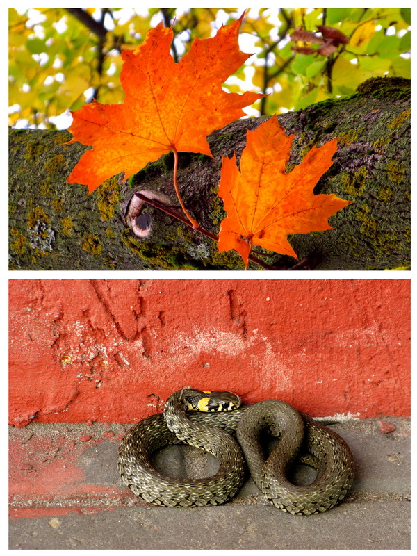 "Fotopazly. Modell zu bauen "