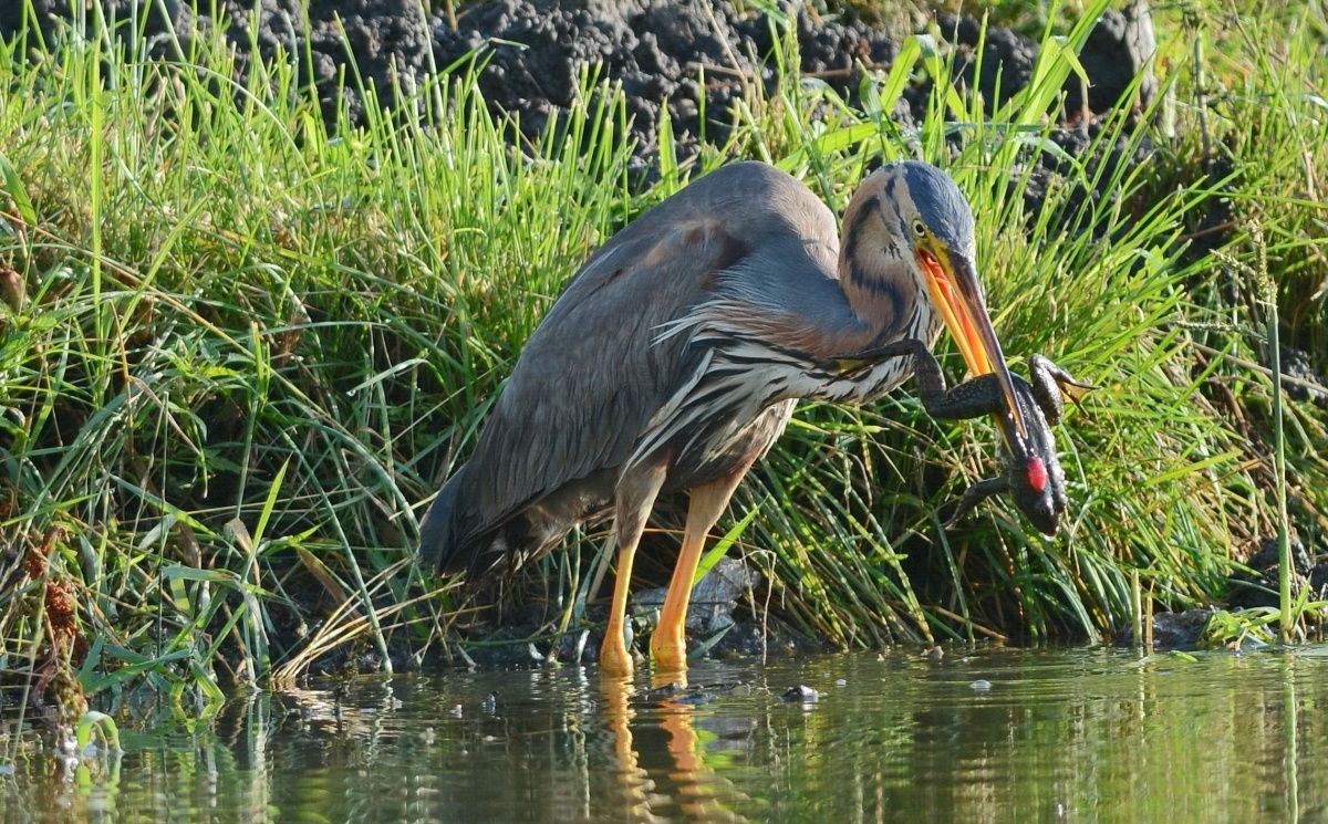 Wer es wagte, und er aß.