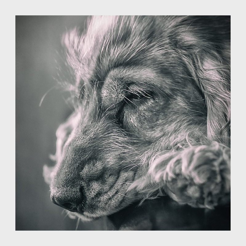 Benedikt ist nicht mehr ...