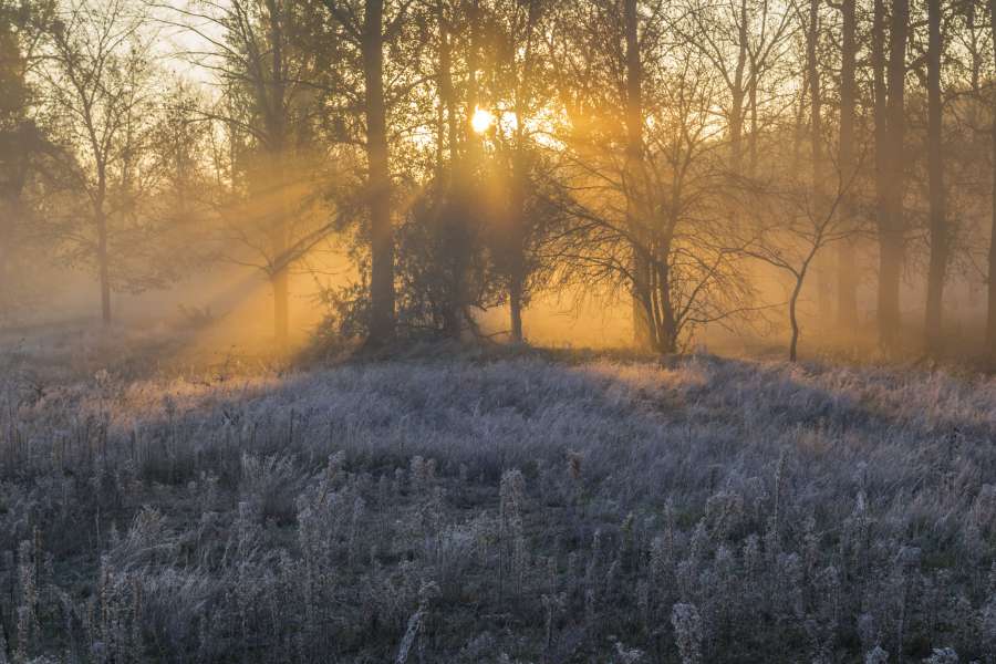 Die Flügel der Sonne