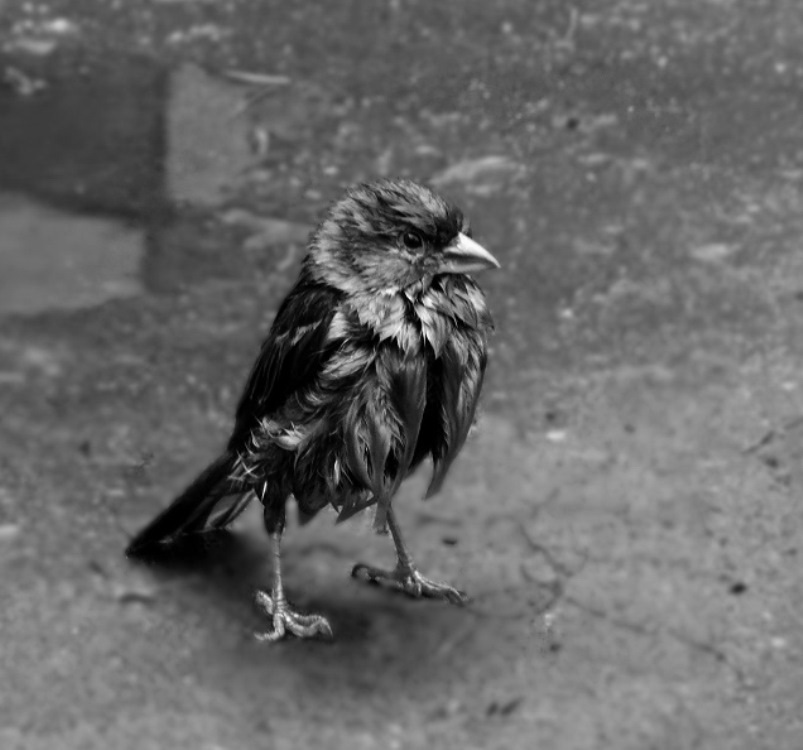 Obwohl nicht ein Adler, aber immer noch ...