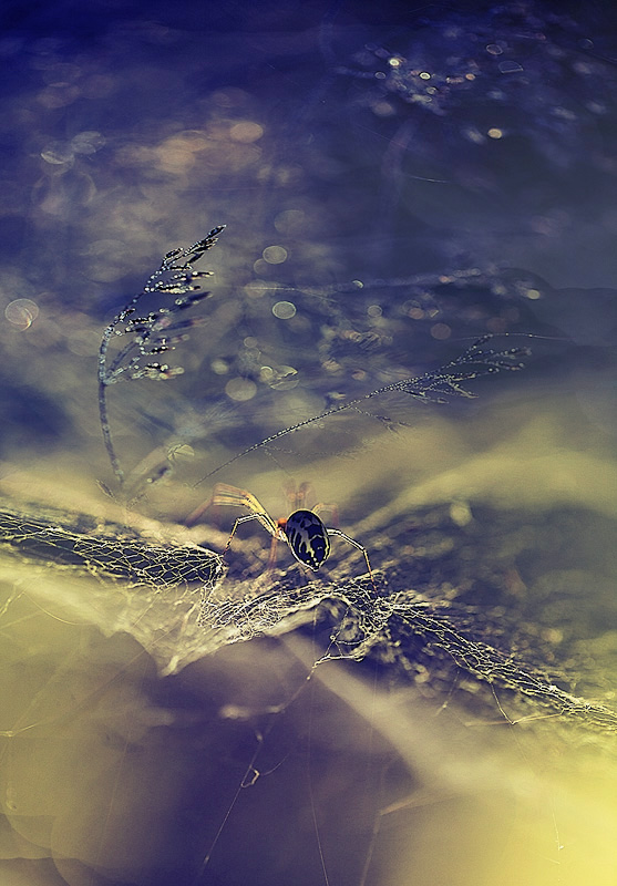 ..pauchkovy Dämmerung ..