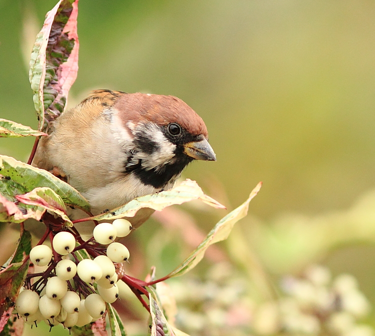 Porträt eines Feldsperling