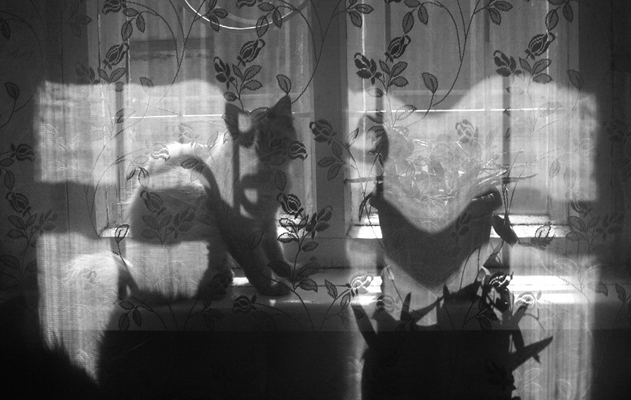 "Navel Schatten auf dem Zaun"