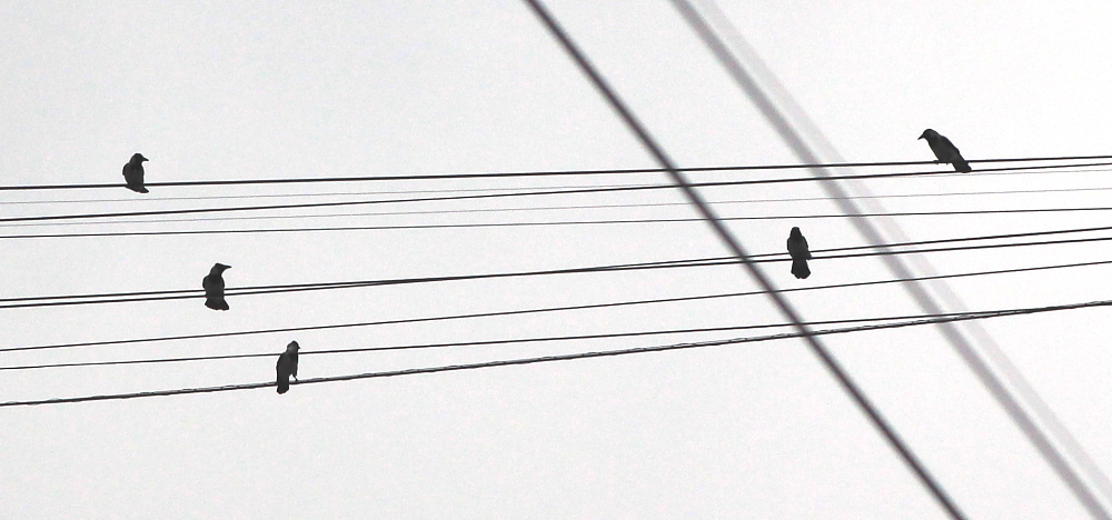 Violine für Krähen Quintet