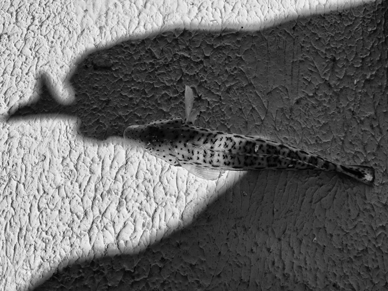 "Navel Schatten auf dem Zaun"