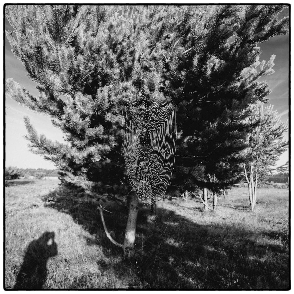 "Navel Schatten auf dem Zaun"